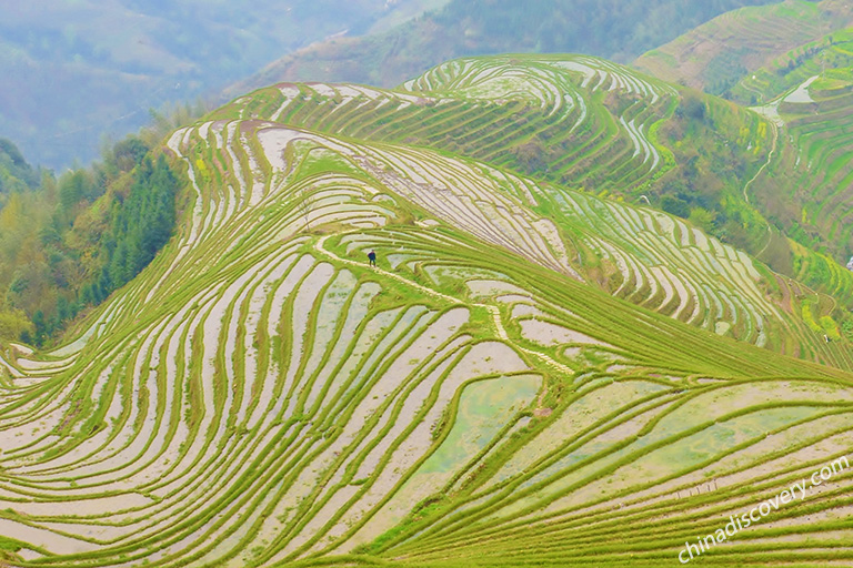 Longji Rice Terrace in Spring