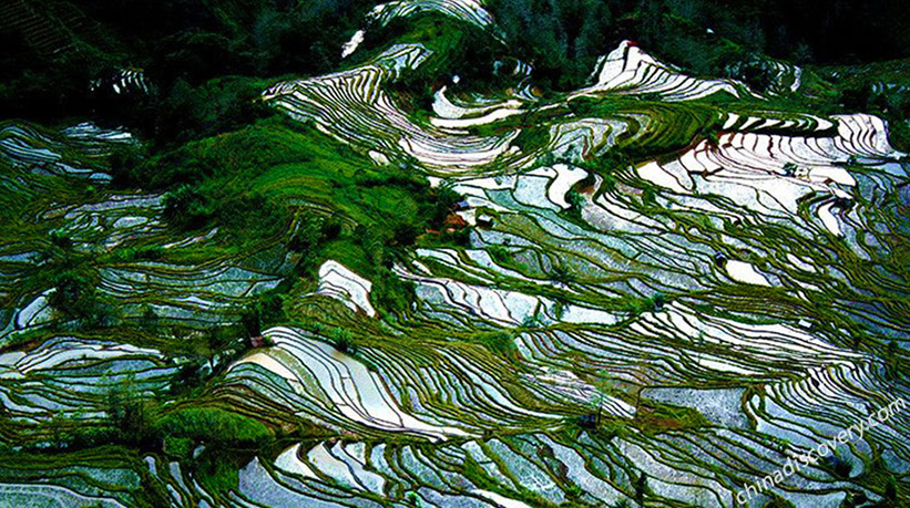 Yuanyang Rice Terrace - China's Top Terrace