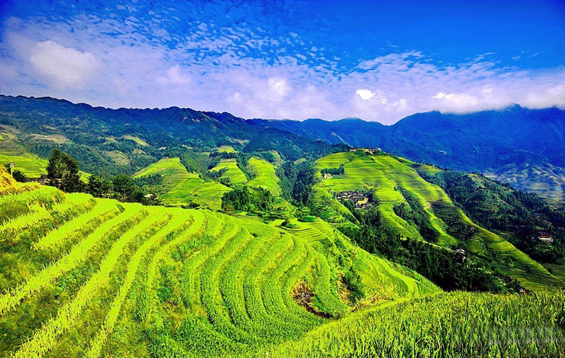 Ziquejie Rice Terrace (Hunan) in Summer