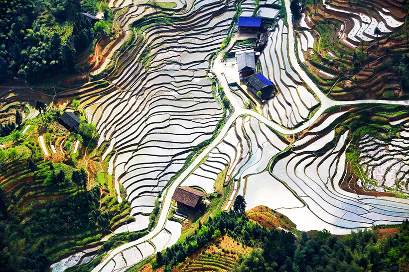 Hunan Ziquejie Rice Terrace in Spring