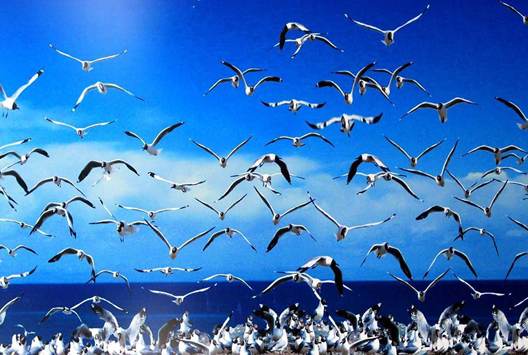 Qinghai Lake