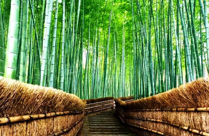 Shunan Bamboo Forest