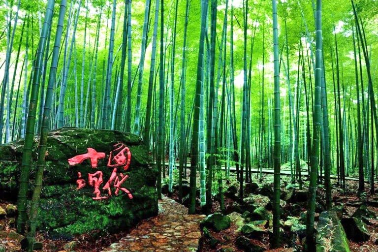 Top Bamboo Forests in China - Chashan Zhuhai