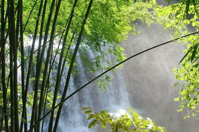 Jiulong Waterfall Top Bamboo Forests in China - Chishui Bamboo Sea