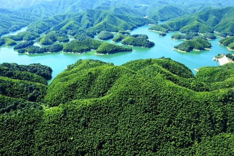 Top Bamboo Forests in China - Xianning Star Bamboo Sea