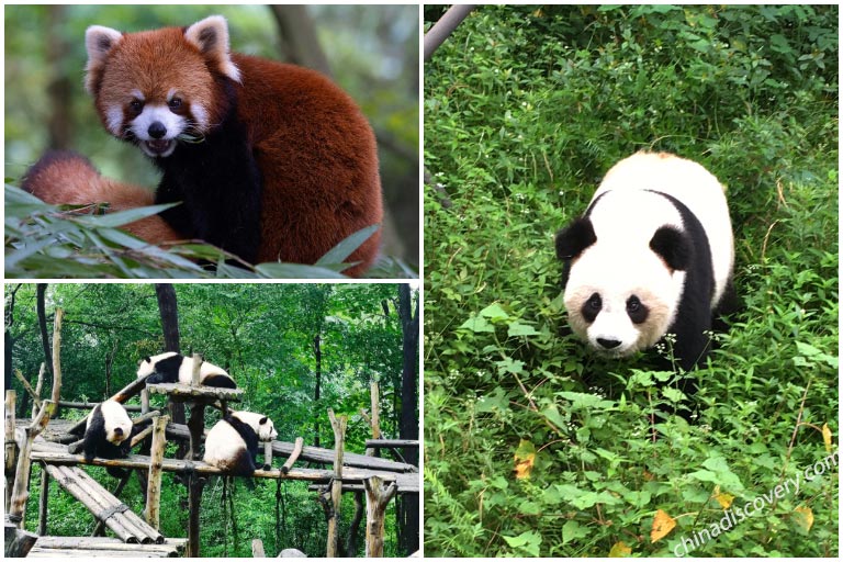 Giant Pandas in Chengdu