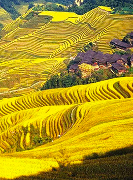 Guilin Longji Rice Terraces