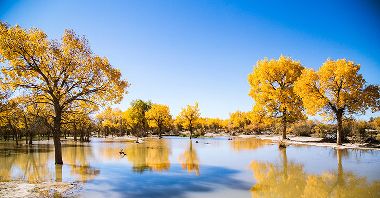 Euphrates Poplar Forest in Ejin