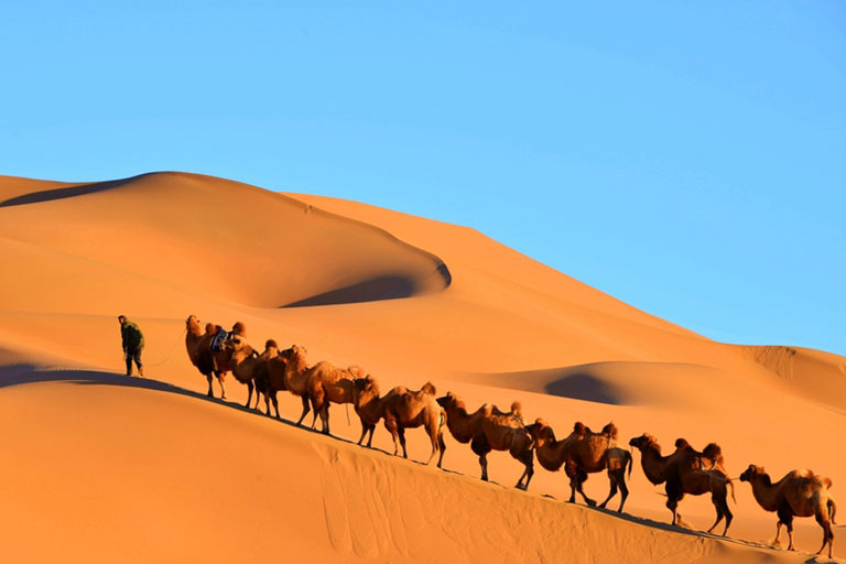 Camels are Common in Badain Jaran Desert Badain Jaran Desert Tour with China Discovery