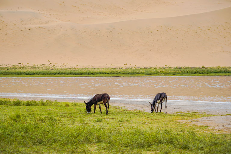 Things to Do in Badain Jaran Desert