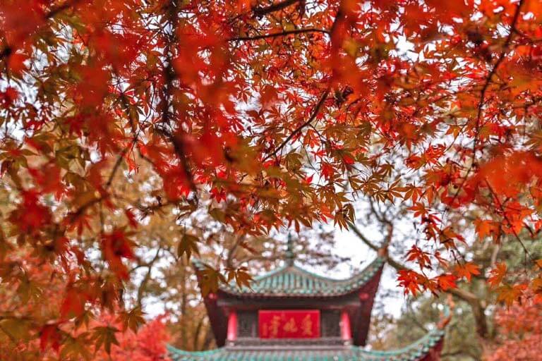 Fiery-red Maple Forest on Yuelu Mountain