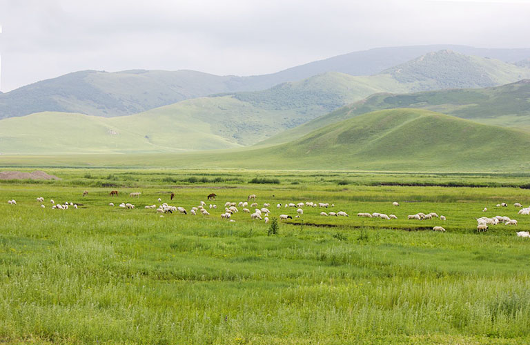 Bashang Grassland