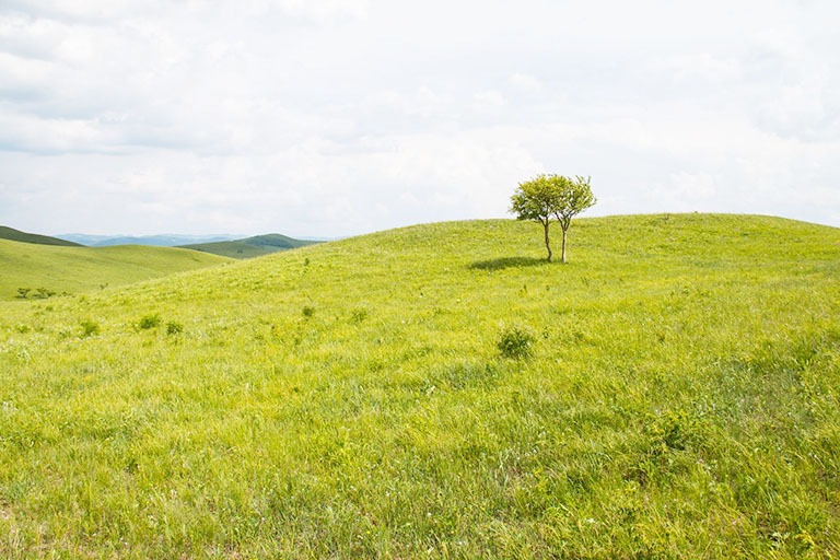 Bashang Grassland