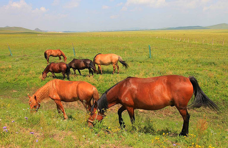 Bashang Grassland