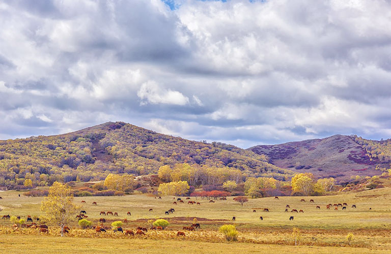 Bashang Grassland