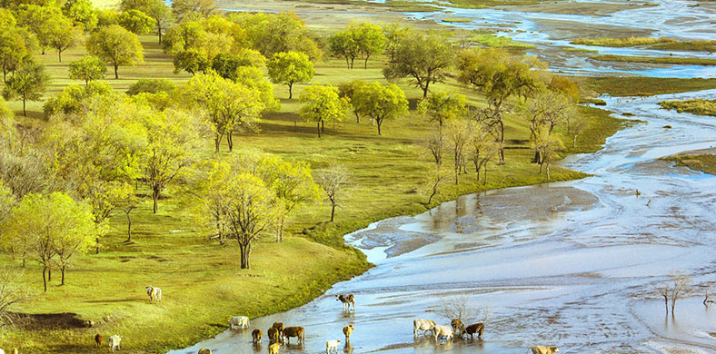 Bashang Grassland