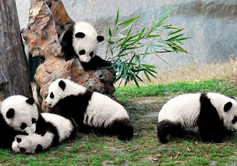 Giant Panda in Chengdu