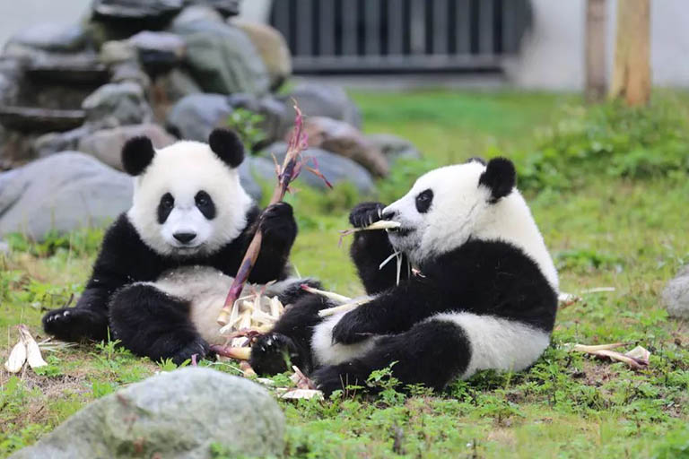Giant Pandas in Chengdu Chengdu to Lhasa Train