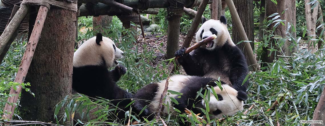 Chengdu Panda Base