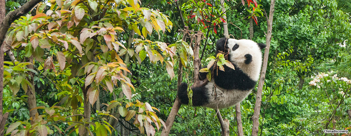 Chengdu Tibet Tour 2024