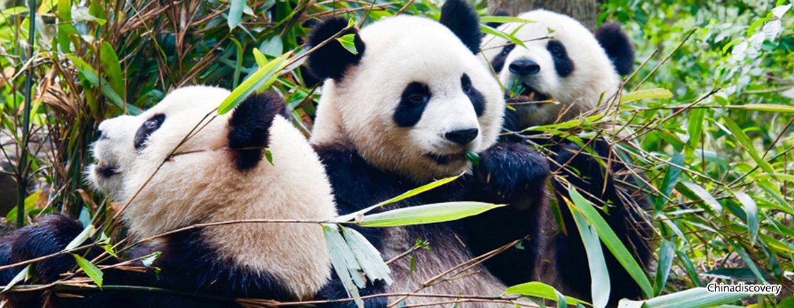 Shunan Bamboo Forest Tour