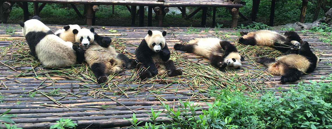 Chengdu Lhasa Xian Beijing Tour