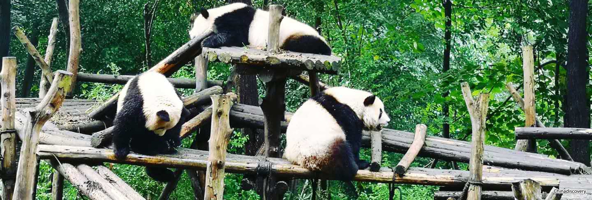 Chengdu Giant Panda