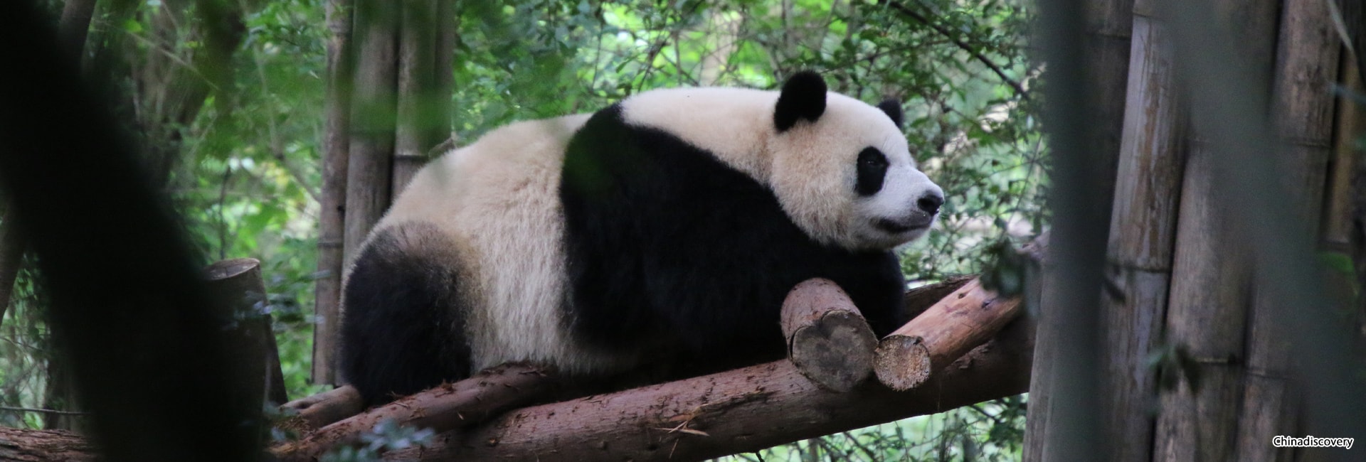 3 Days Chengdu Highlights Tour