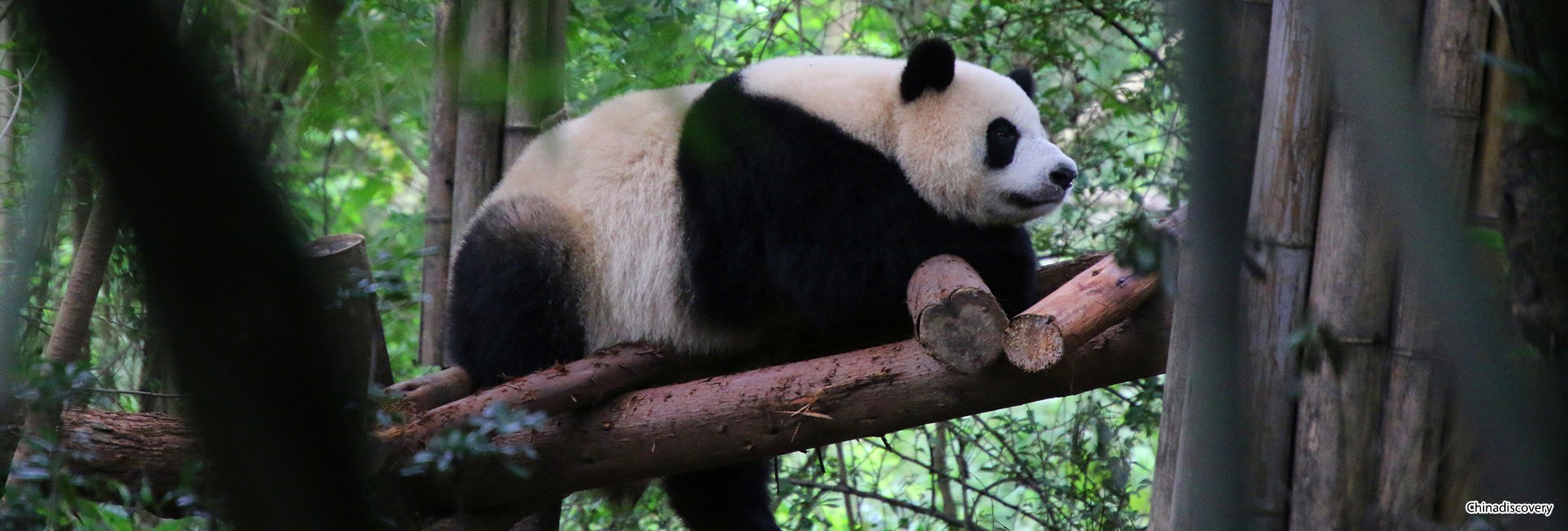 1 Day Chengdu Panda Tour