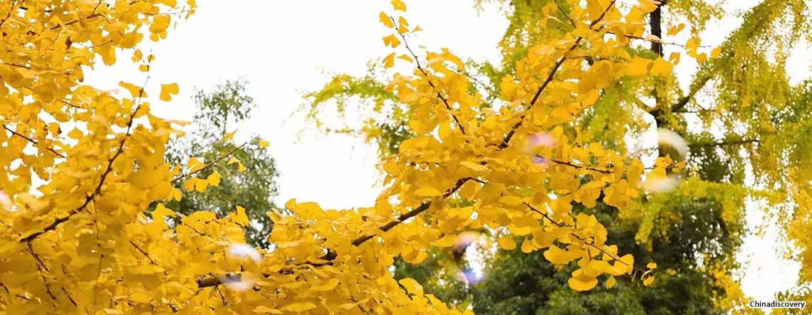 Chengdu Autumn