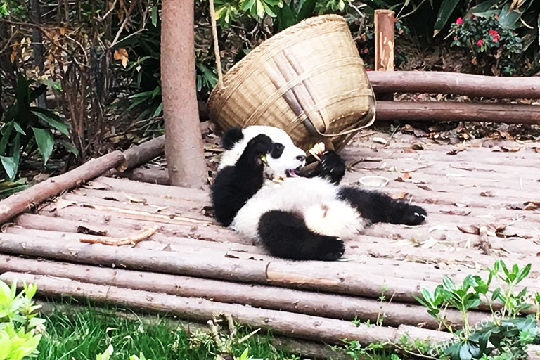 Chengdu Autumn