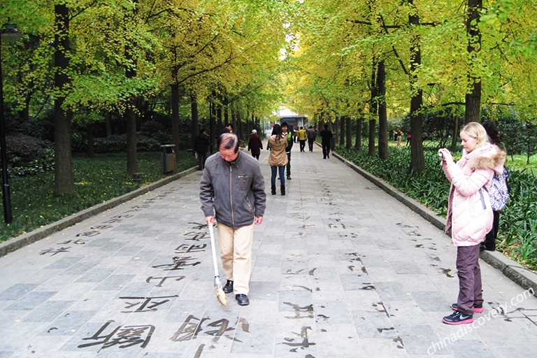 Gingko Trees in Renmin Park Chengdu Autumn