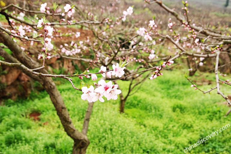 Best Places to Visit in Sichuan in Spring