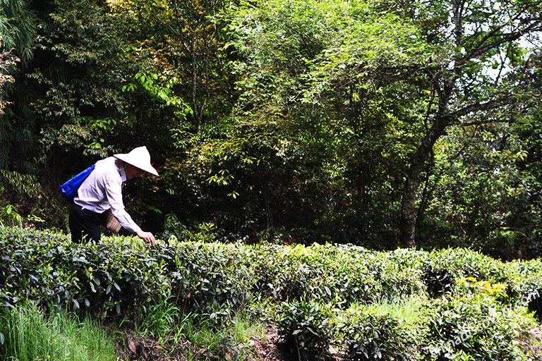 Chengdu Spring