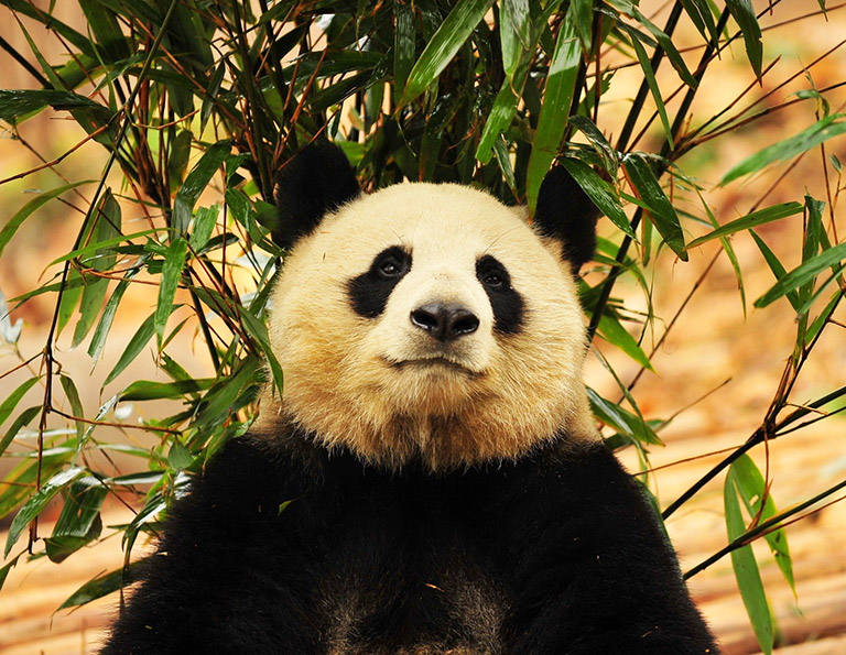 1 Day Panda Visit & Leshan Giant Buddha Tour