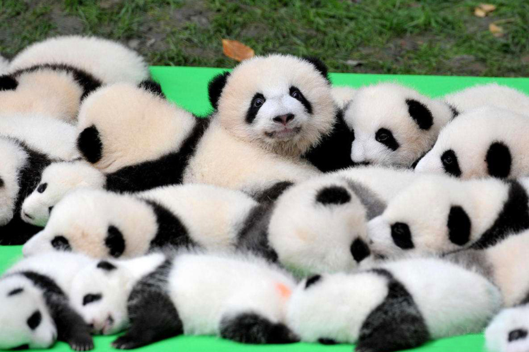 Lovely Baby Giant Pandas 