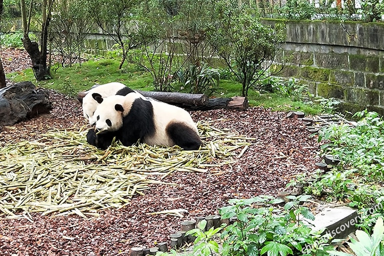 Meet the lovely pandas in their hometown