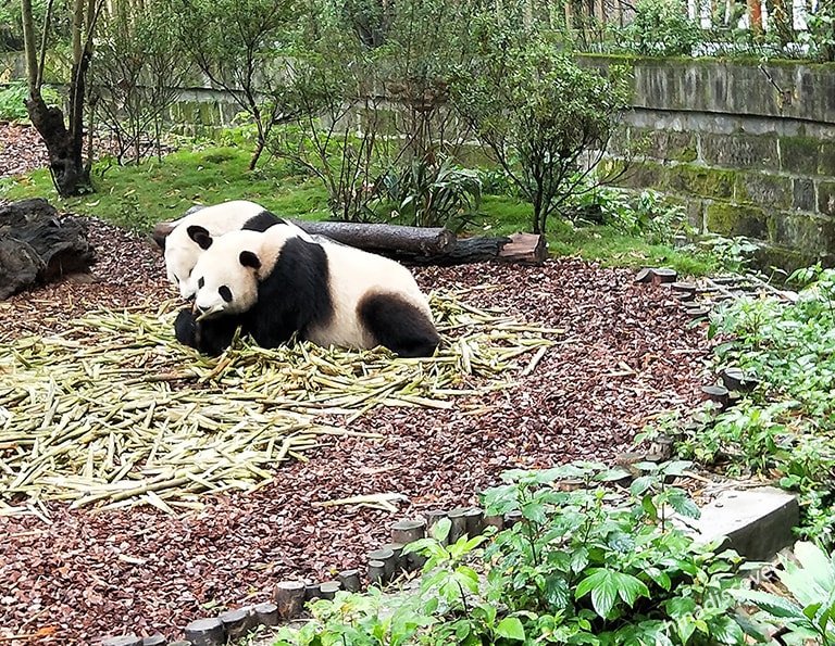 Two Playing Giant Pandas -  Shot by Sally from Brune