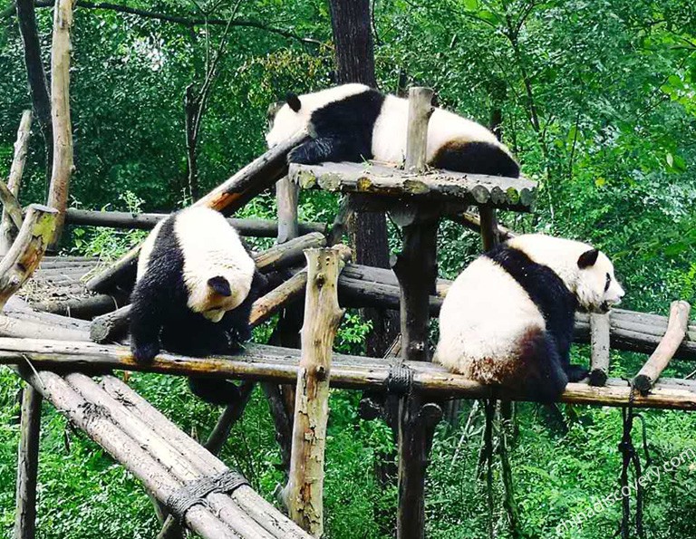 Chubby Giant Panda at Chengdu Panda Base