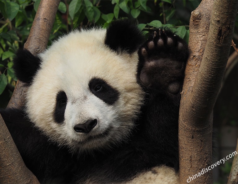 Chubby Giant Panda at Chengdu Panda Base