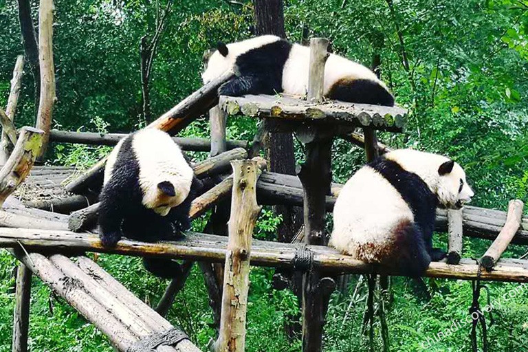 Chubby Giant Panda at Chengdu Panda Base