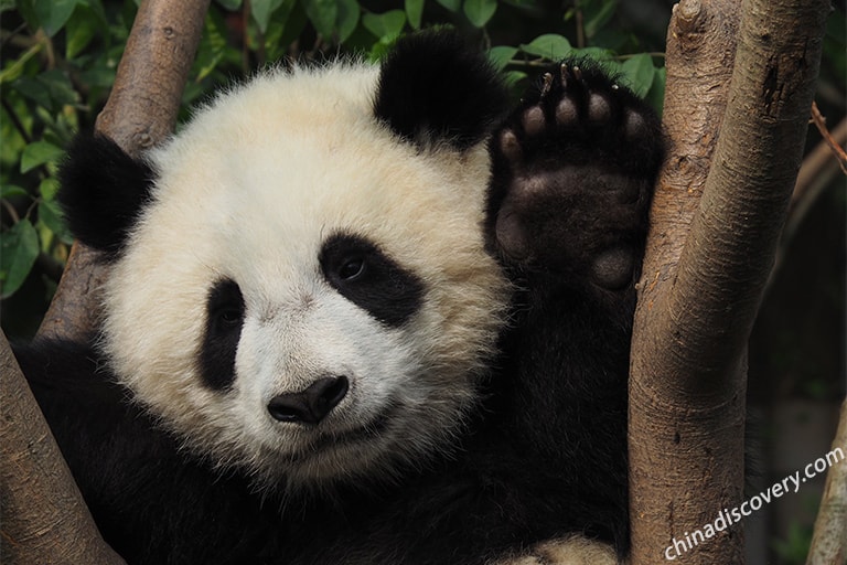 Chubby Giant Panda at Chengdu Panda Base