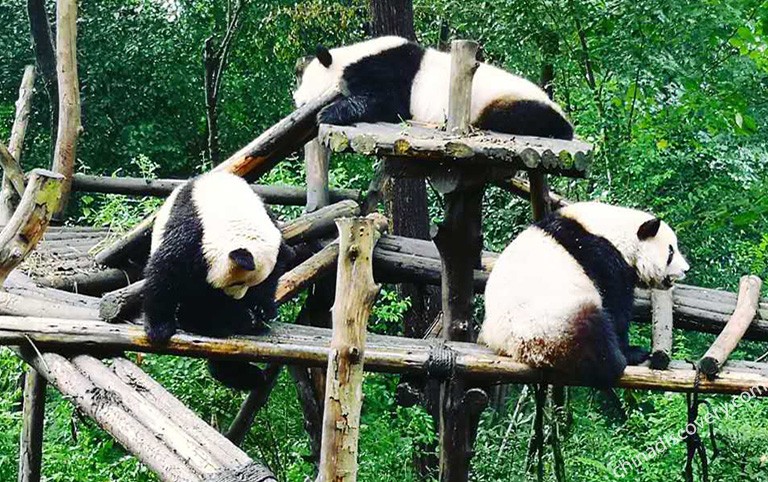 Chubby Giant Panda at Chengdu Panda Base