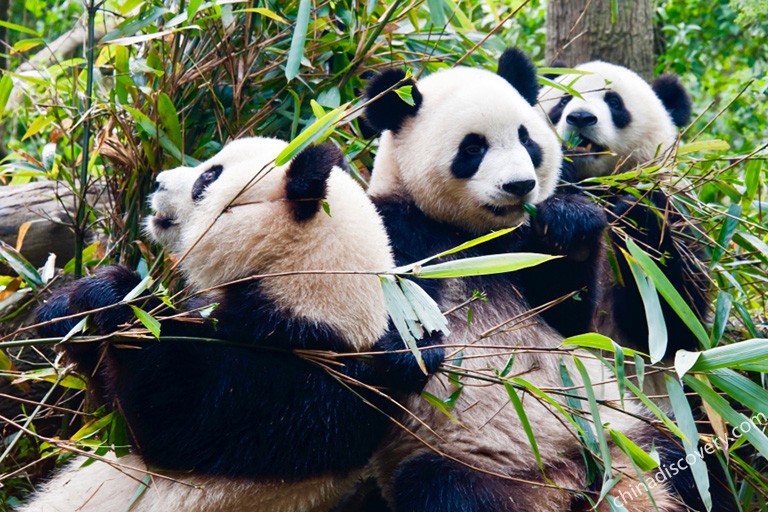 Cute Panda at Chengdu Panda Base 