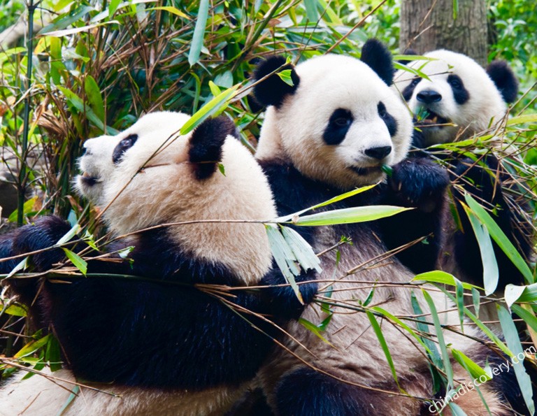 Cute Panda at Chengdu Panda Base 