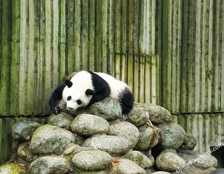 Cute Panda at Chengdu Panda Base 