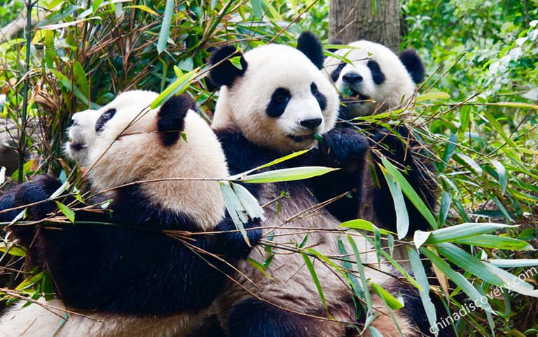 Cute Panda at Chengdu Panda Base 