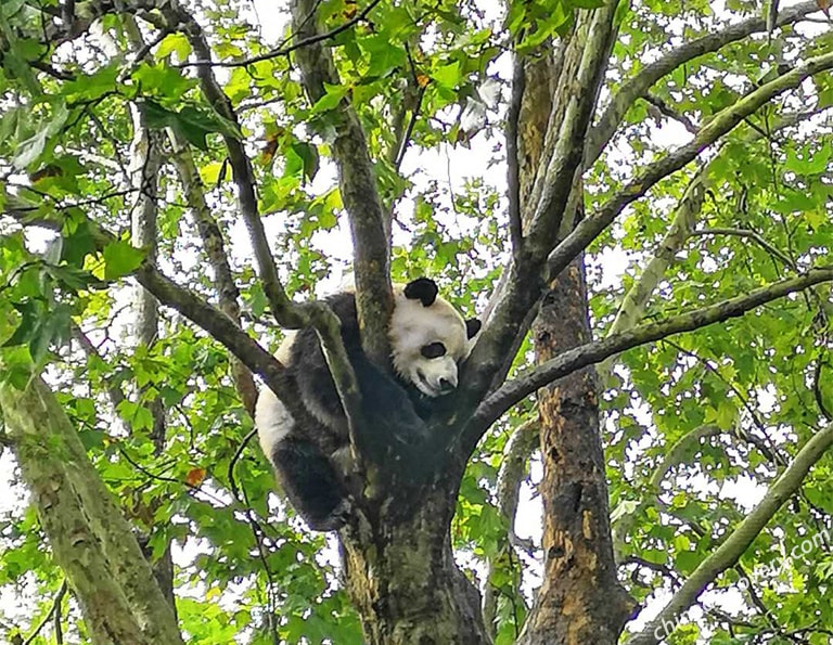 Giant Panda Climbing Tree