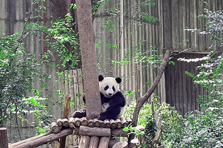 Chengdu Panda 
