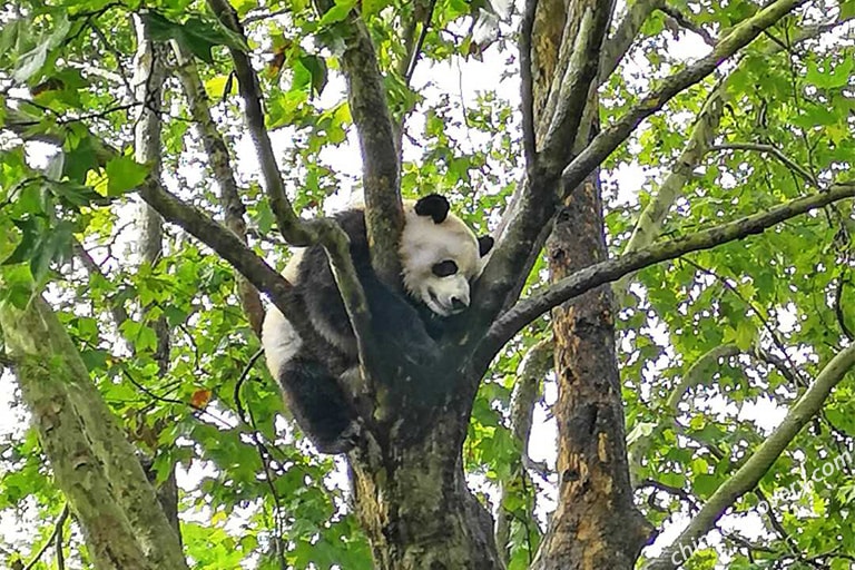 Giant Panda Climbing Tree